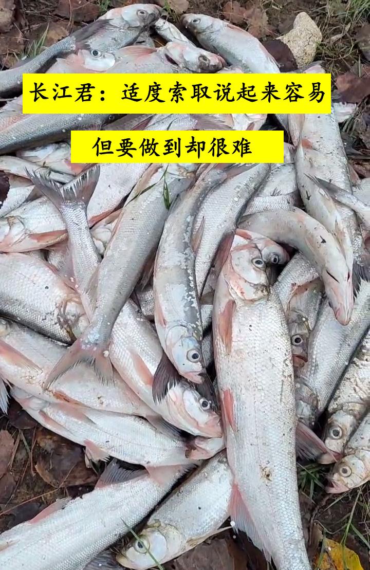泥鳅钓翘嘴海竿钓法,泥鳅钓翘嘴鱼实测