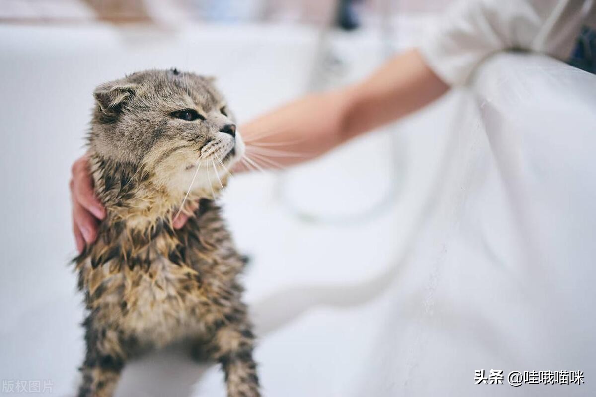 对猫咪过敏不是绝症，这些方法或许能帮到你