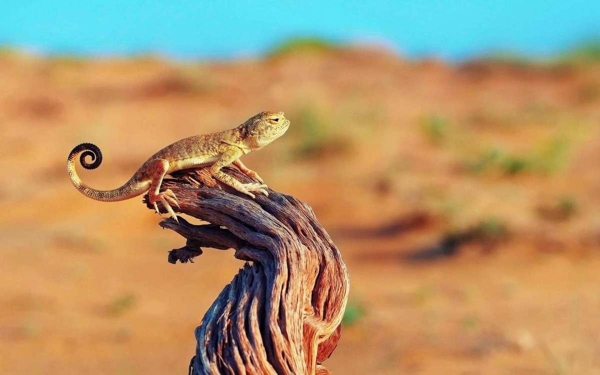 恐龙真的存在吗恐龙灭绝了没,细述45亿年前的恐龙灭绝全过程