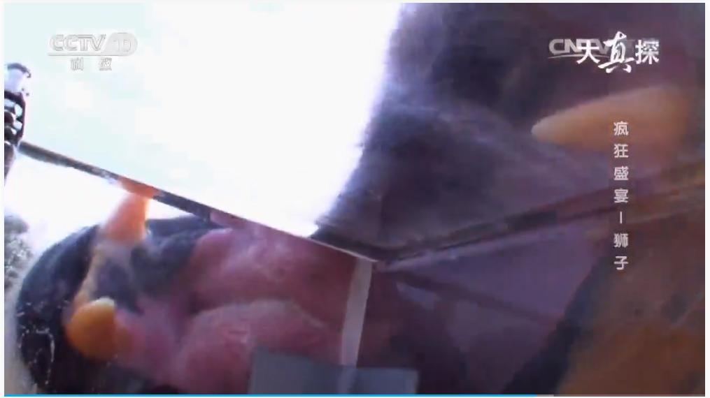 两个外国人吃狮子,两个外国人挑战被各种生物咬