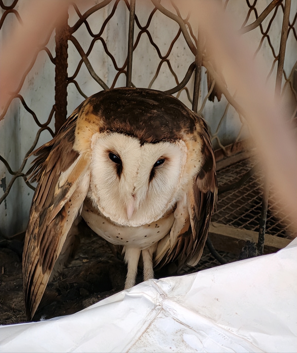 「科普」我国境内鸟类繁多,这40种罕见的鸟儿你都认识吗?