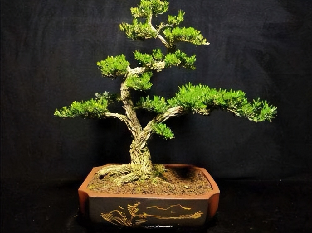 家有黄杨必出栋梁啥意思,家里养黄杨有什么讲究