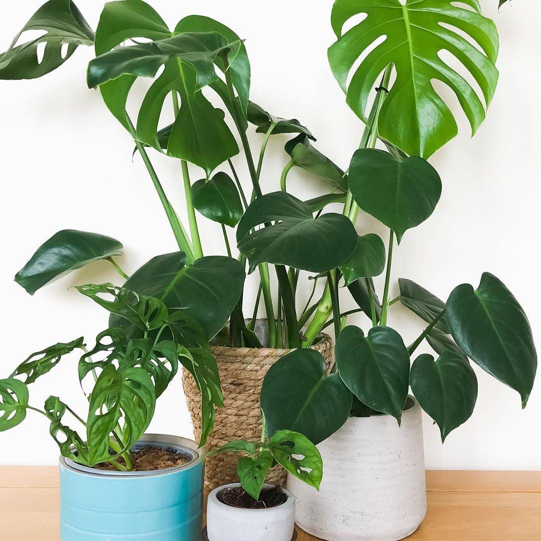 家里光线差就养这几种花,什么花散射光就可以养好