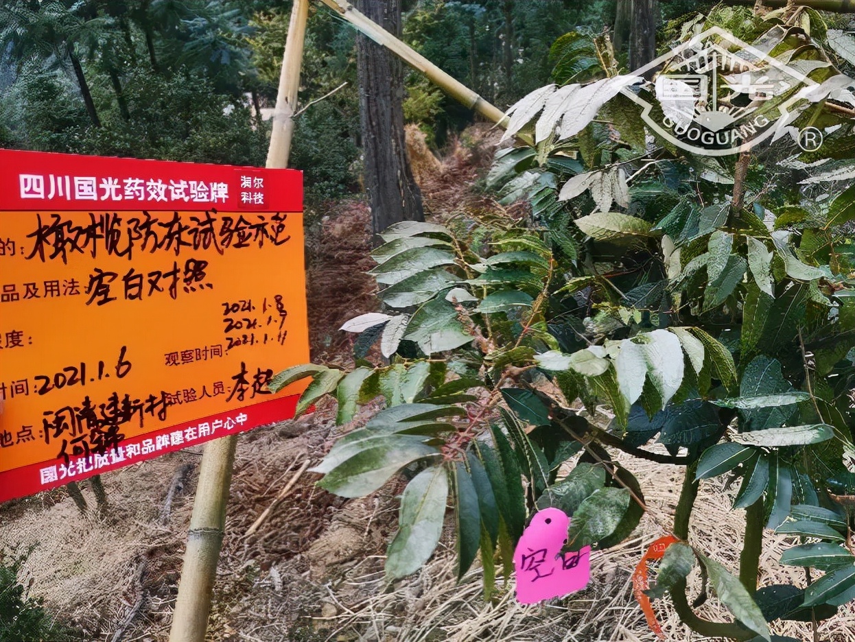 橄榄保暖,橄榄防冻害