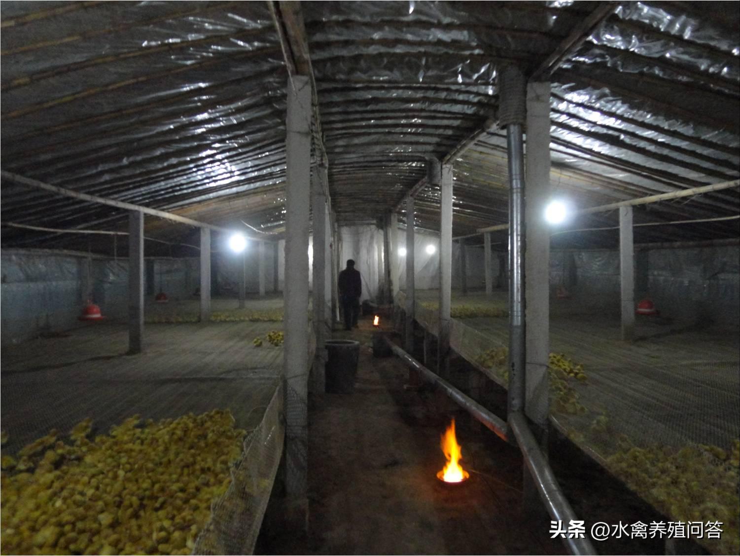 鸭苗卵黄几天可以吸收,鸭苗卵黄吸收温度多少