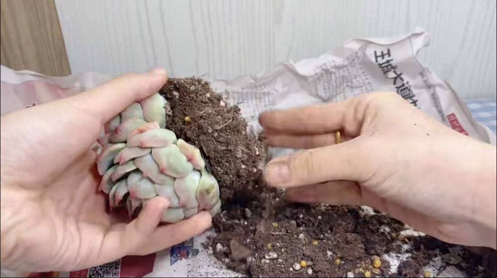 网购多肉如何快速种植成活,网购多肉植物如何入门养护