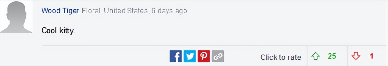 天生没眼睛的猫咪,天生没有眼睛的猫