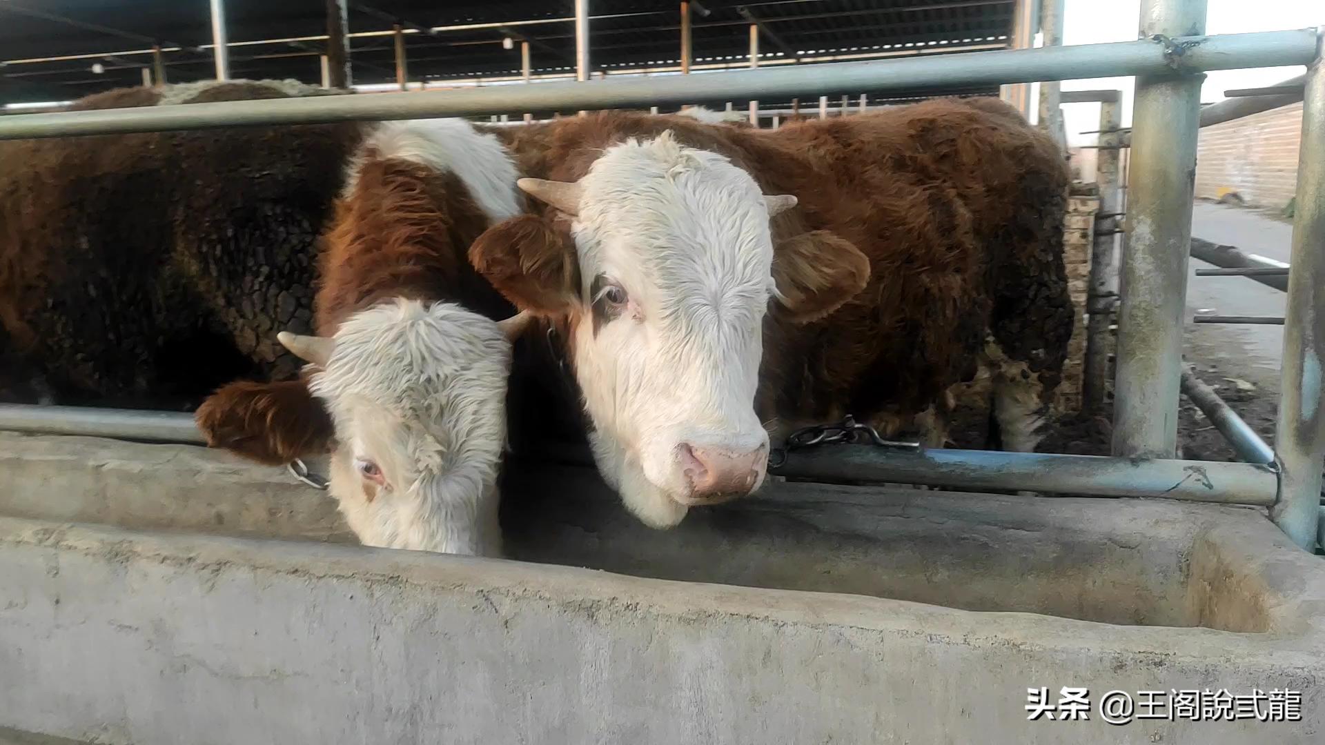 牛吃的少没食欲怎么回事,牛食欲不振怎么解决