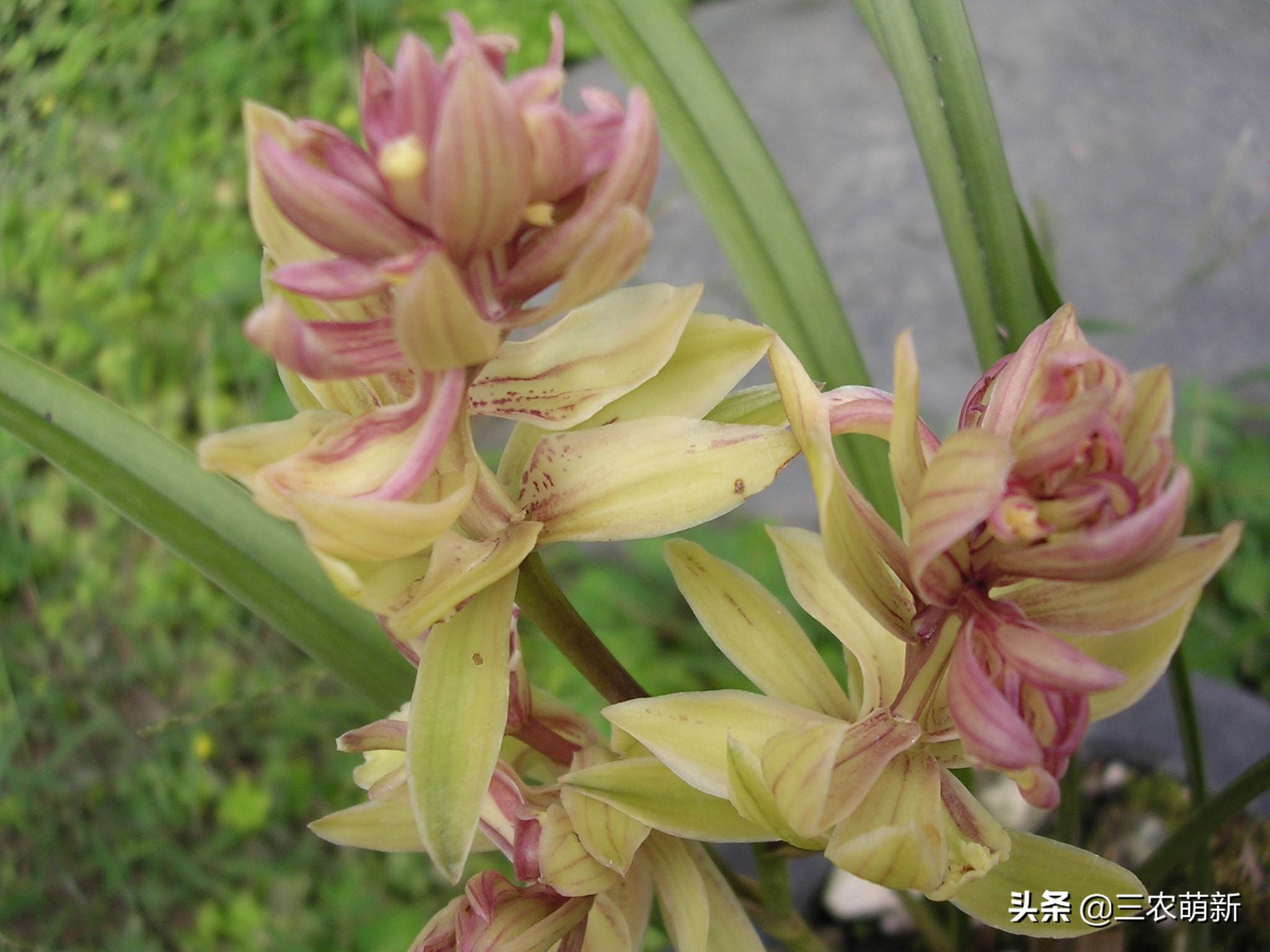 兰花的哪些品种比较好养,兰花哪个品种好养养不死