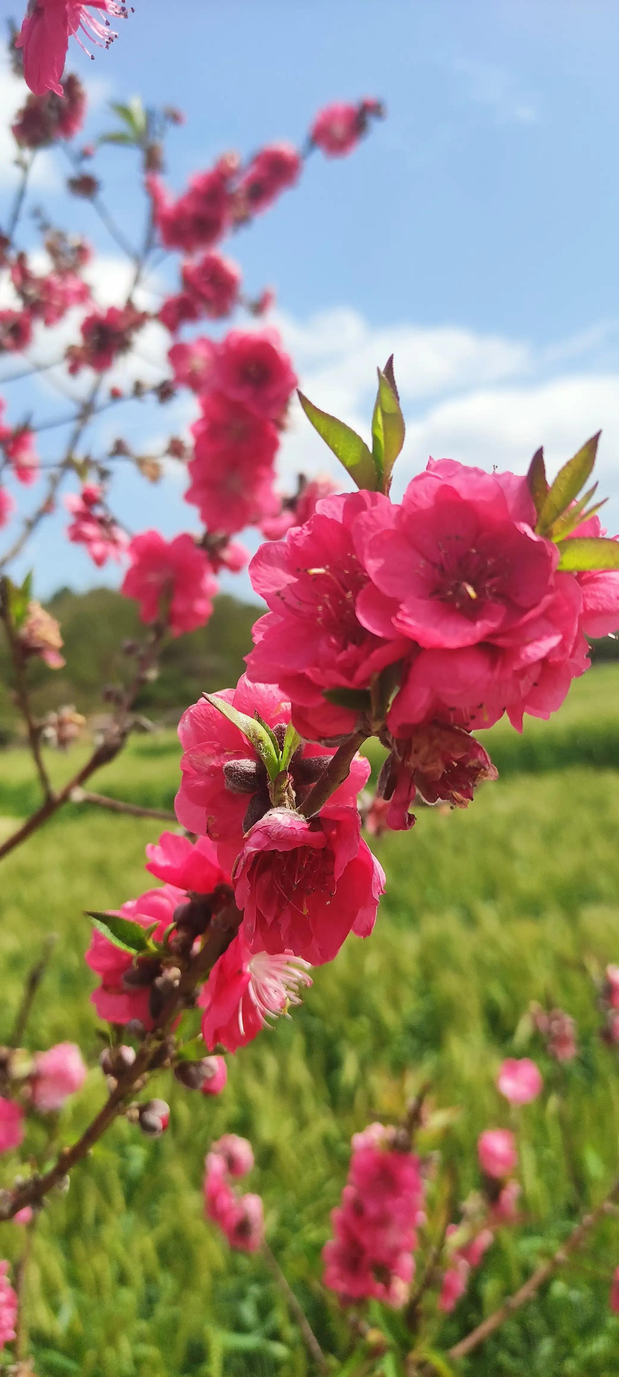 广州从化后花园,从化是广州的后花园吗