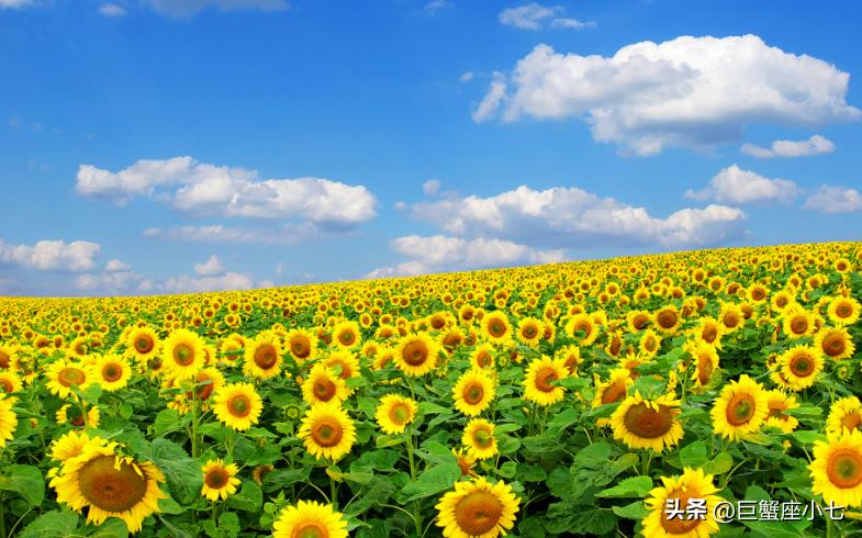 性格温和却又十分固执的星座,既乐观又悲观的星座