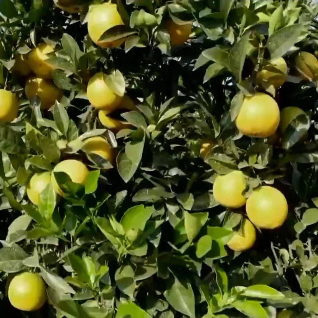 农村小伙承包80亩果园,90后小伙承包15亩果园养活3个孩子