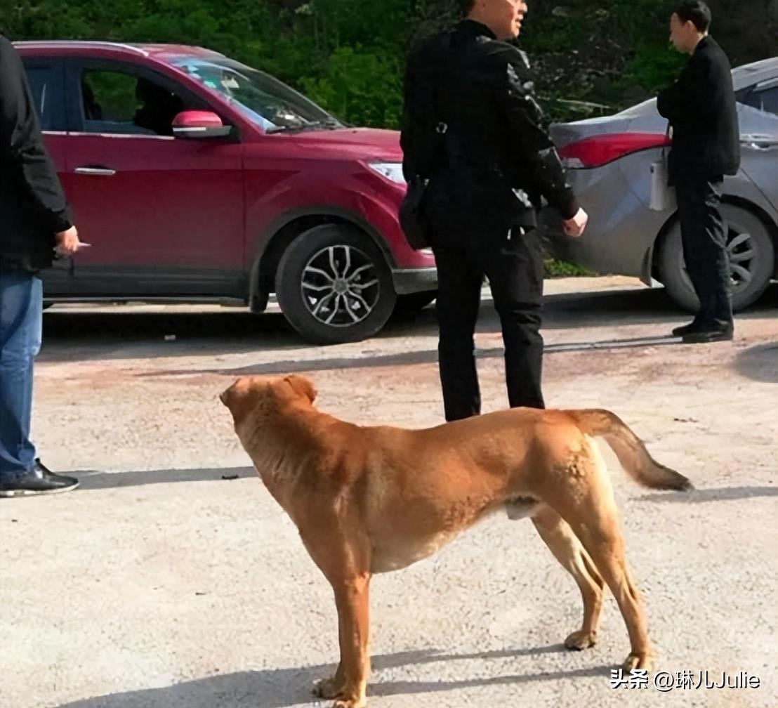 女子被大狗咬伤隐私部位,女子崩溃:留下了疤痕,会对未来有影响