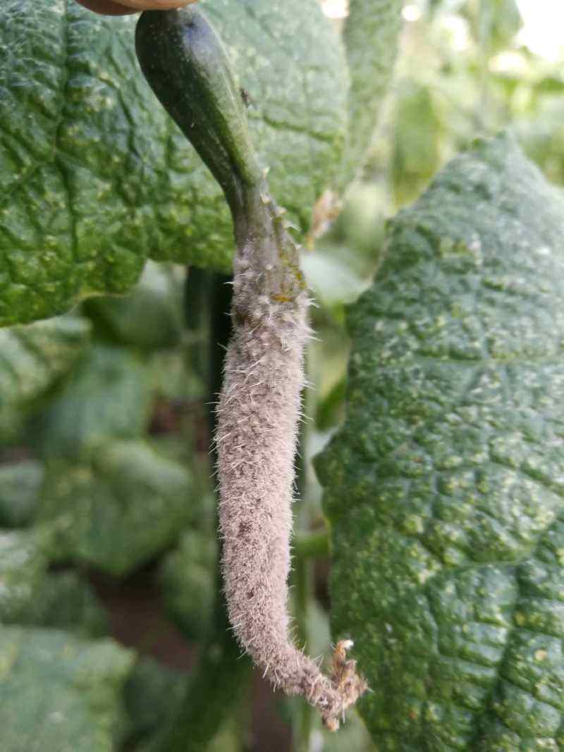 农药网购哪里最安全,网购农药和实体店农药有区别