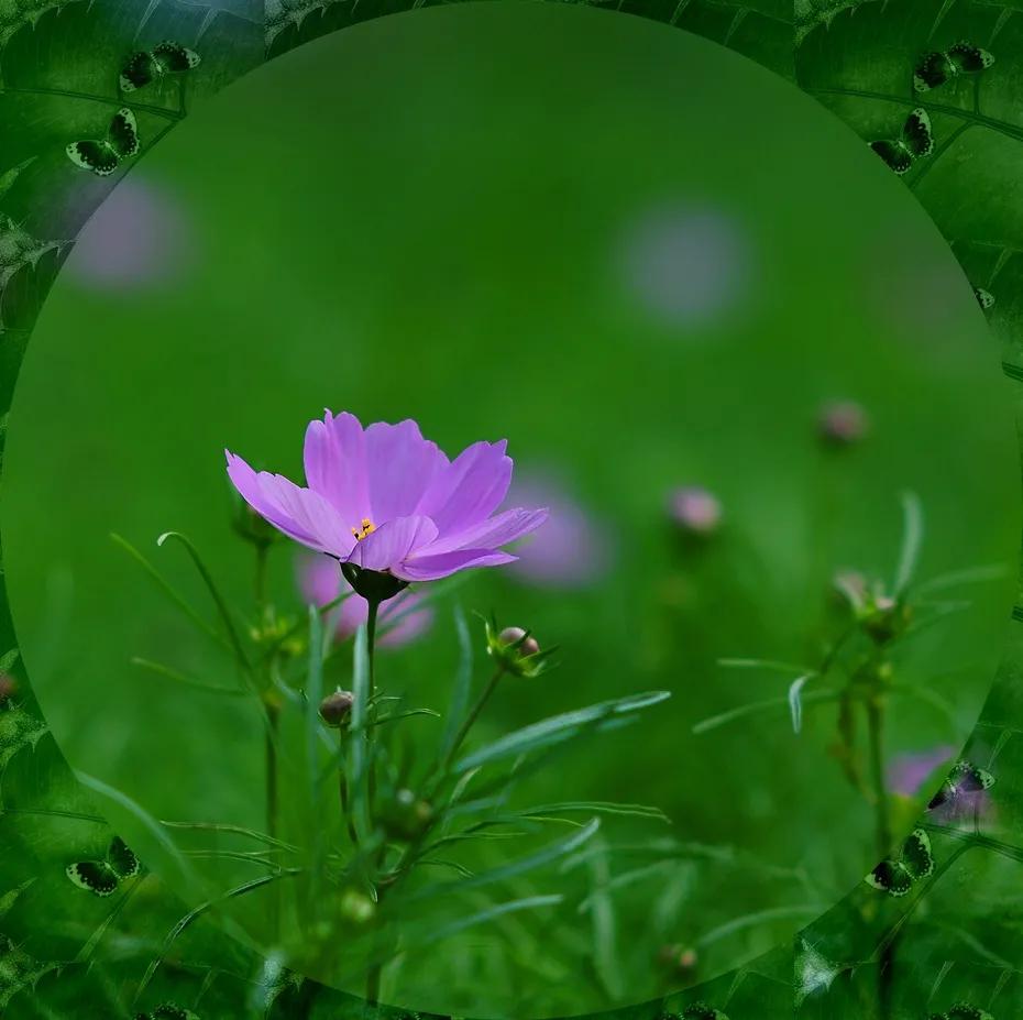 电视剧畸形的母爱引出血案,畸形的母爱养大的孩子