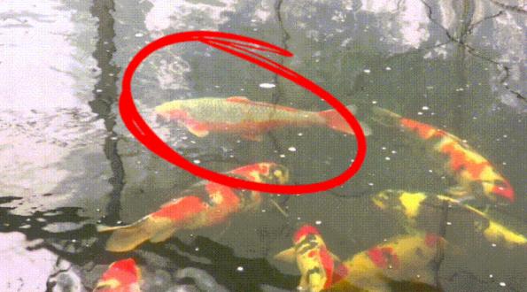 开眼界的鱼卖了7万元,开眼界的鱼叫什么鱼