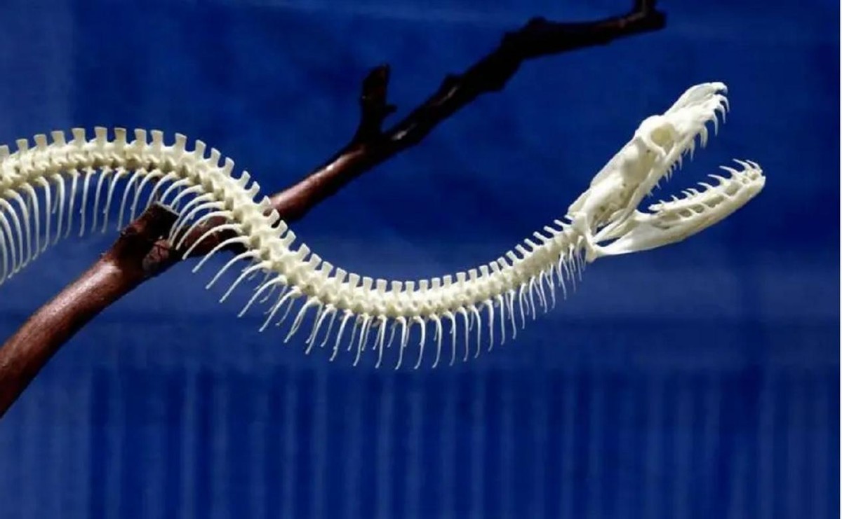 湖北十堰最近发现的蛇,湖北十堰白头蝰