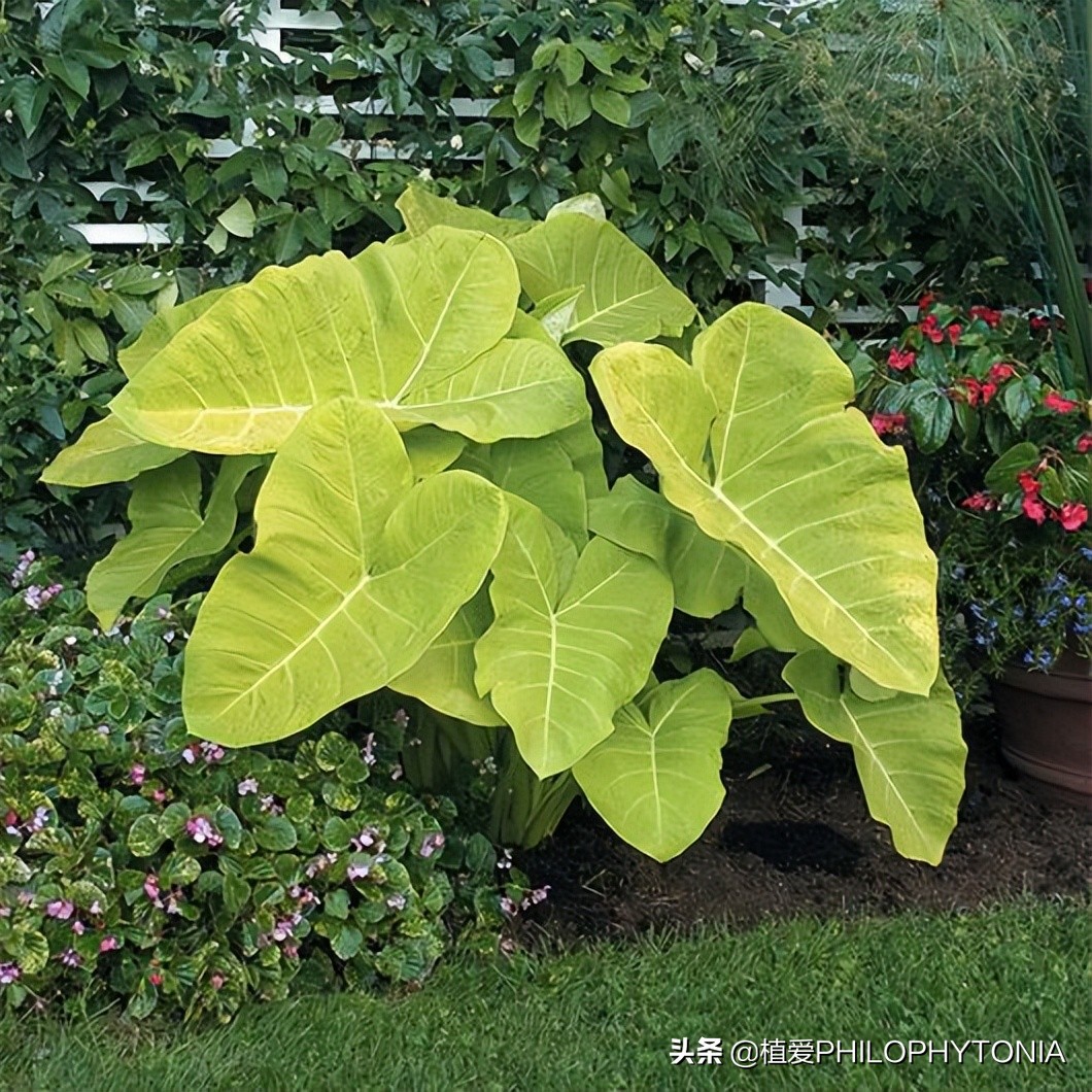 花境常绿植物推荐,室内大型开花植物推荐