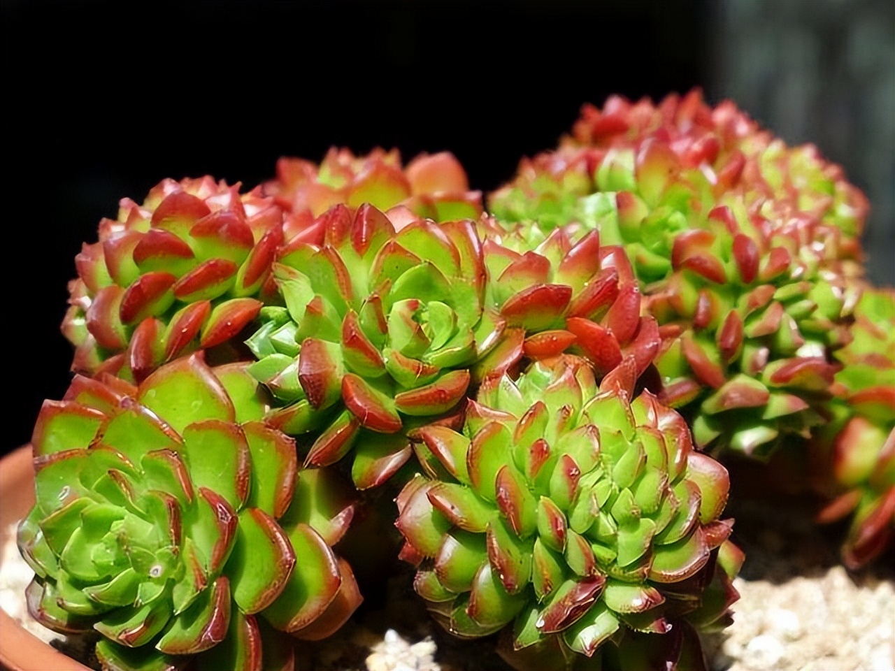 多肉厚脸皮图片大全,5种耐阴多肉植物