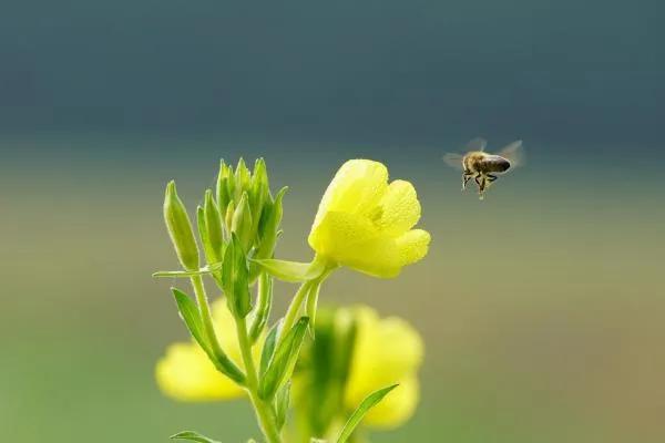 春分到来的含义,春分寓意春季已过半