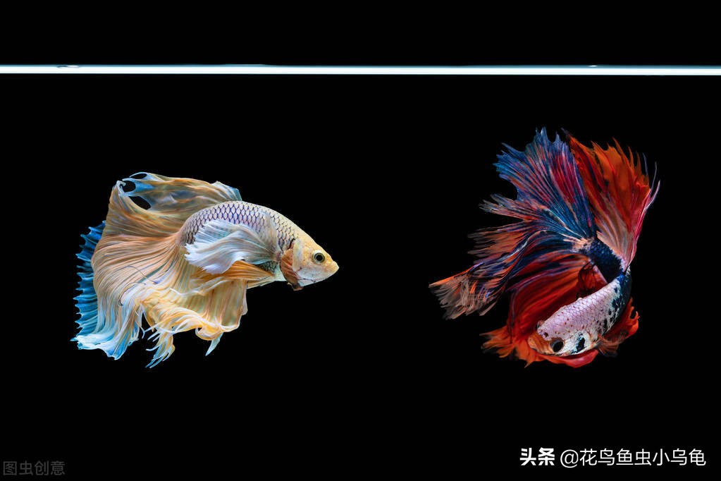 怎么防止斗鱼跳缸,泰国斗鱼会跳缸吗