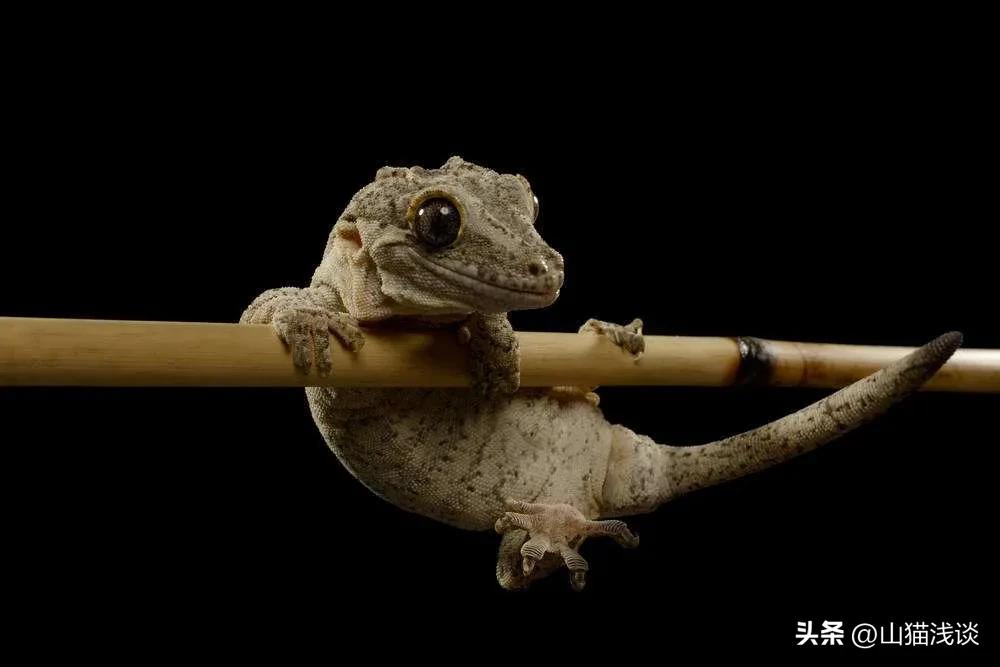 壁虎属于五毒吗,壁虎在家里是什么征兆怎么赶走它