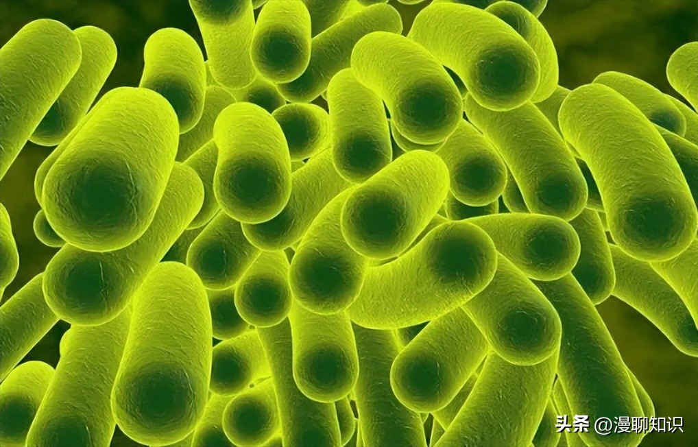 细菌感染会影响体内胰岛素吗,植物乳杆菌会对人体有影响吗