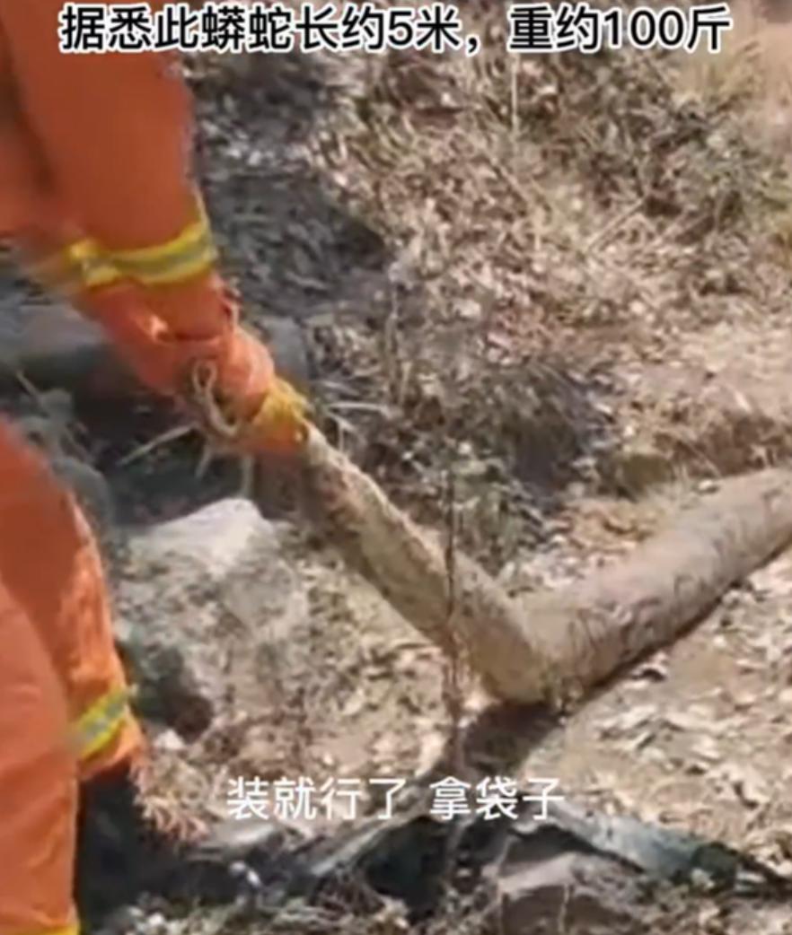 两条巨蟒潜入村庄疯狂捕食家禽,20斤大蟒蛇现身鸡笼吞鸡吓坏居民