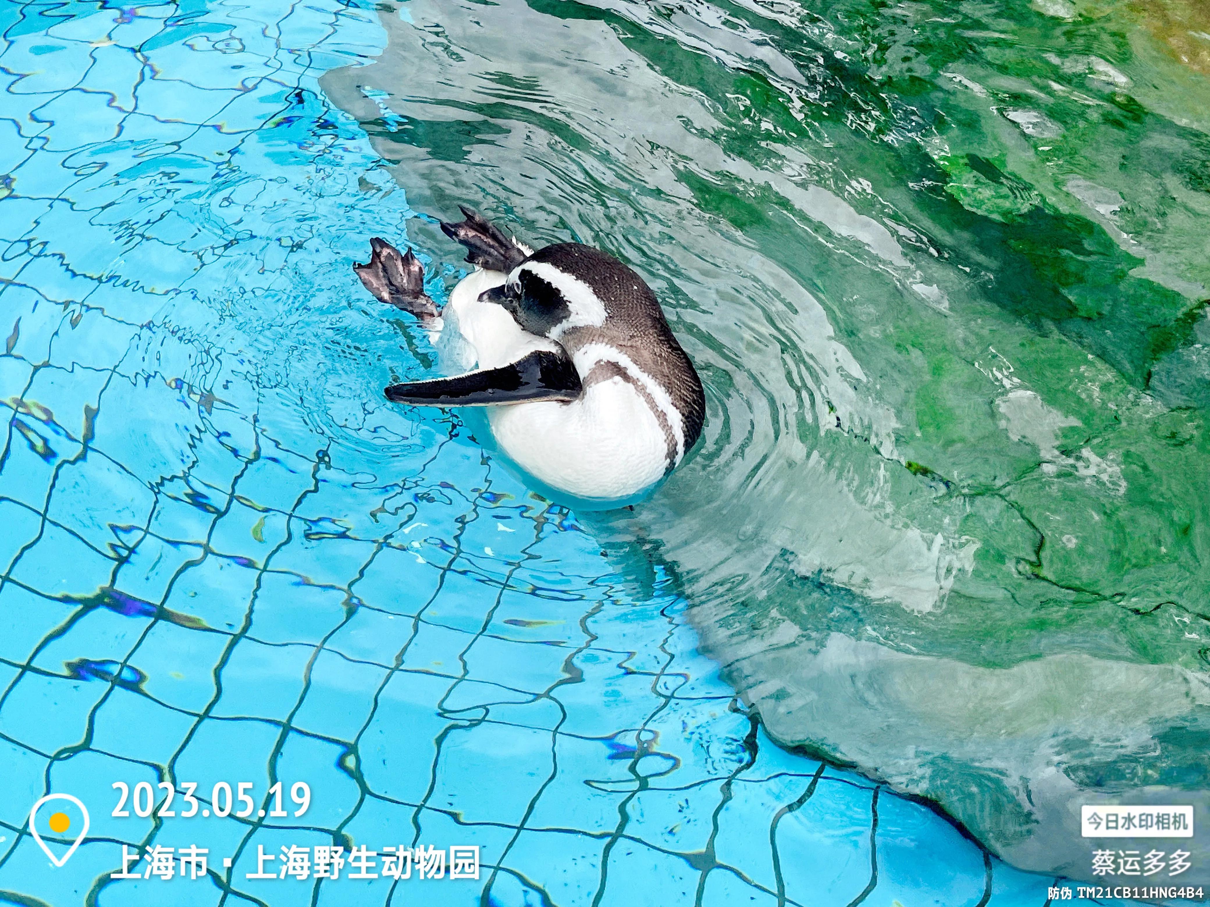 我喜爱的动物是小猫,什么动物招人喜爱