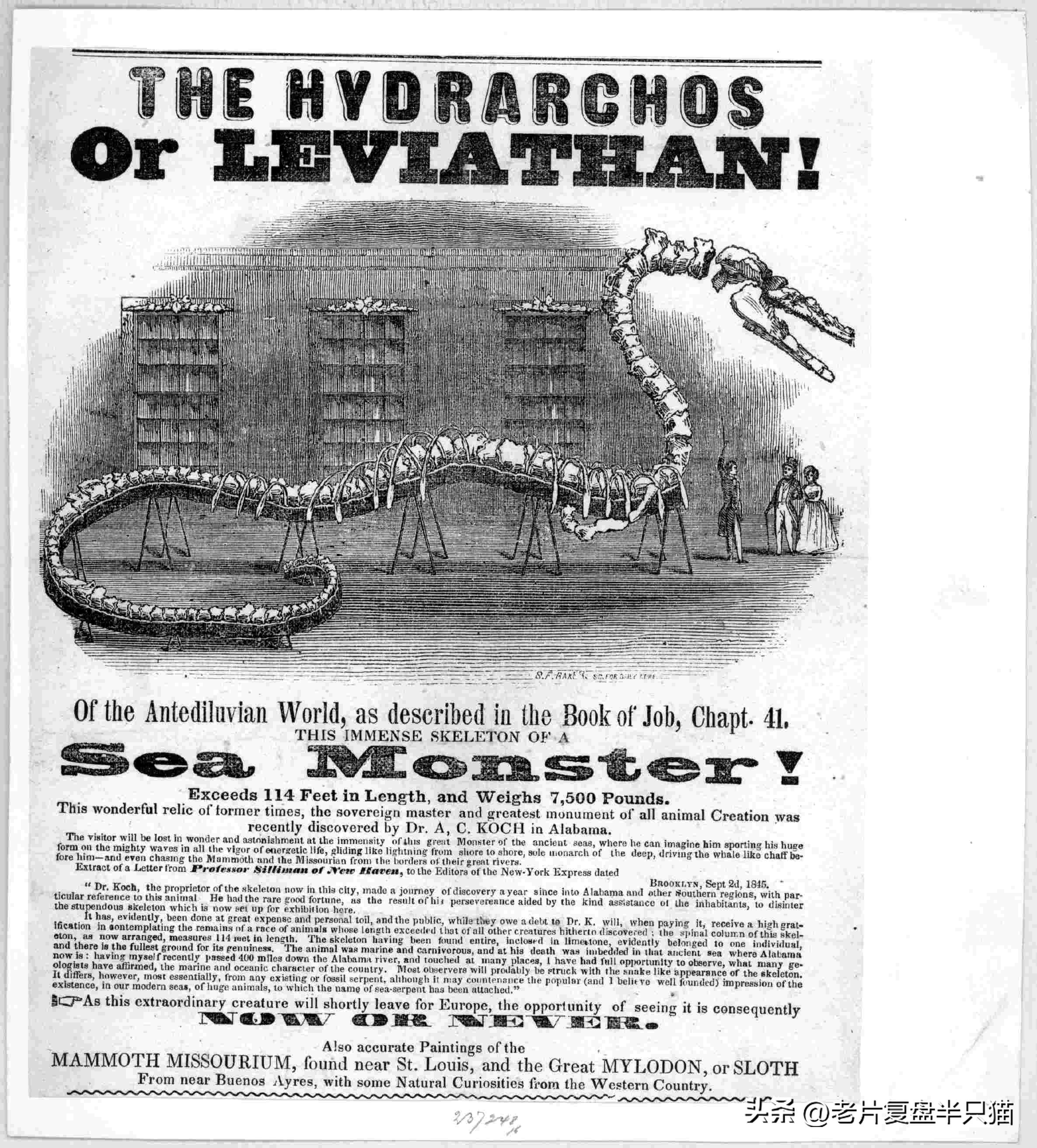 哥斯拉20个泰坦解析,哥斯拉2泰坦巨兽彩蛋