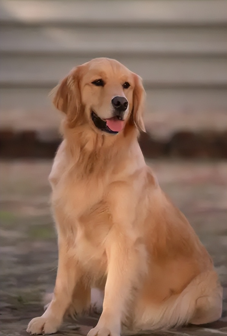 家里不建议养的十种狗,不适合家庭养的狗六种类型