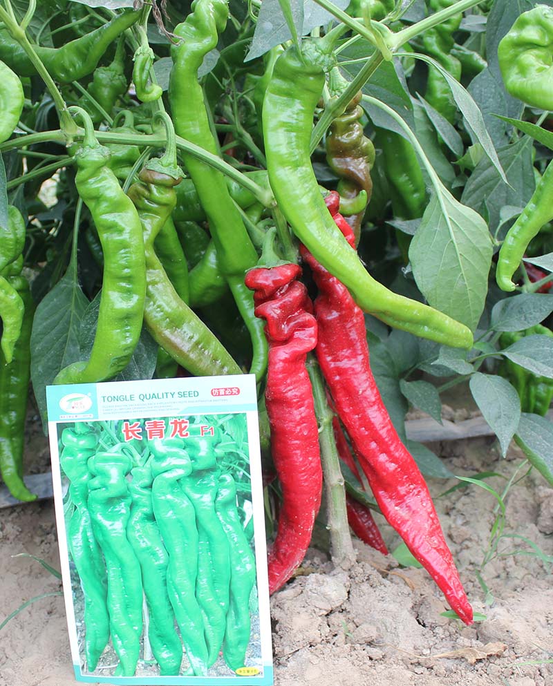 老品种非转基因辣椒种子,月丰朝天椒辣椒种子
