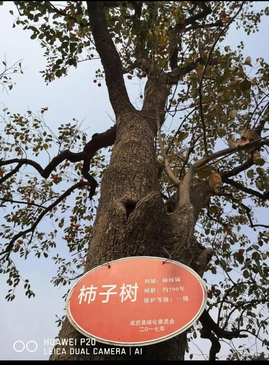 成武县古树,临武县古树