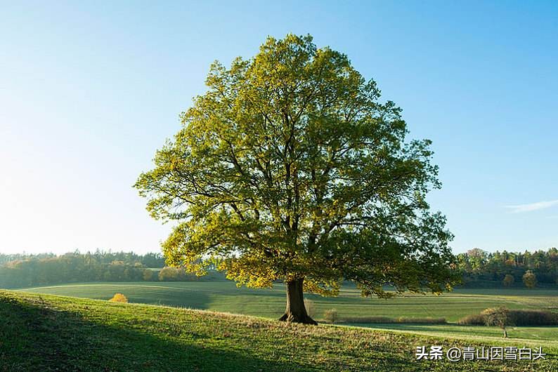 种树经济价值,种树前景如何发展