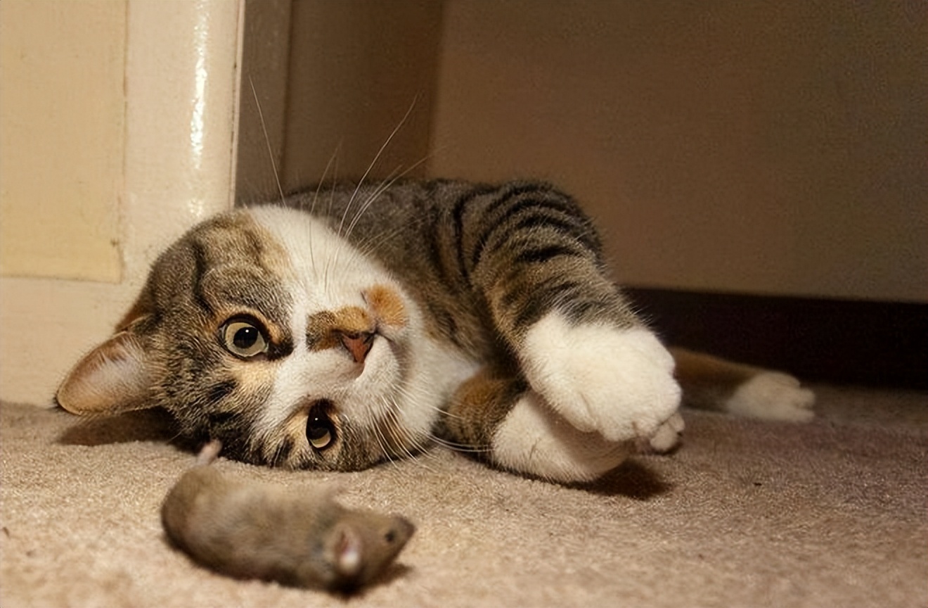 猫咪的哪些行为证明它喜欢你,猫咪喜欢你的表现