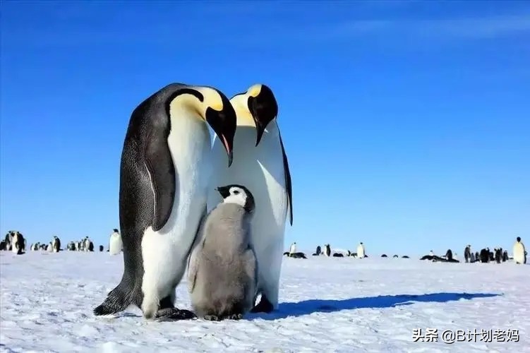关于动物的英语电影推荐小学生,最好看的英语动物电影