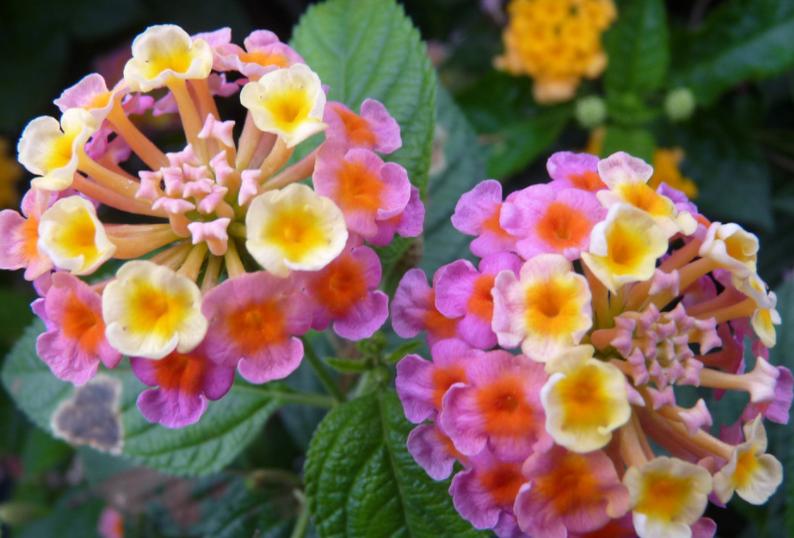 五色梅开花后结果怎么办,五色梅枝条发芽后几天能开花