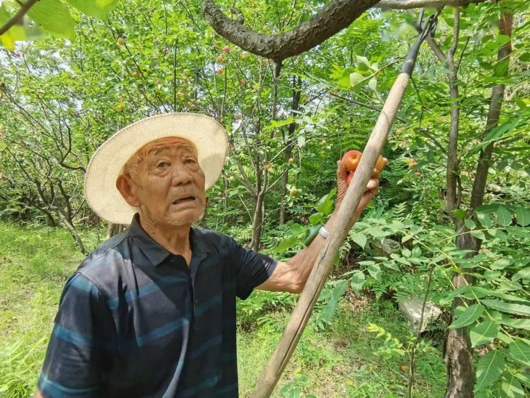 台湾水果滞销积压视频,台湾水果滞销东南亚