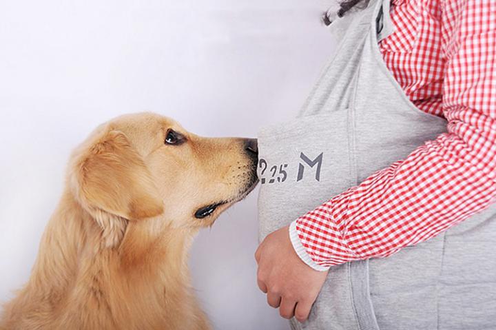 孕期真的不能养狗吗,孕期真的不能养猫咪吗