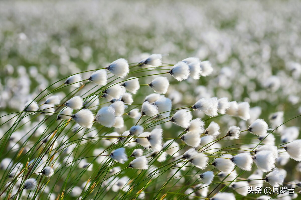 枯树赋赏析,枯树赋朗诵完整版