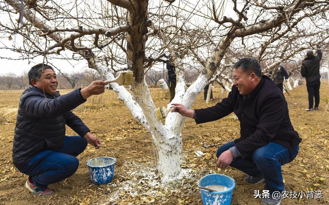 预防作物冻害最好的防冻剂,植物冻害了还能用防冻剂吗