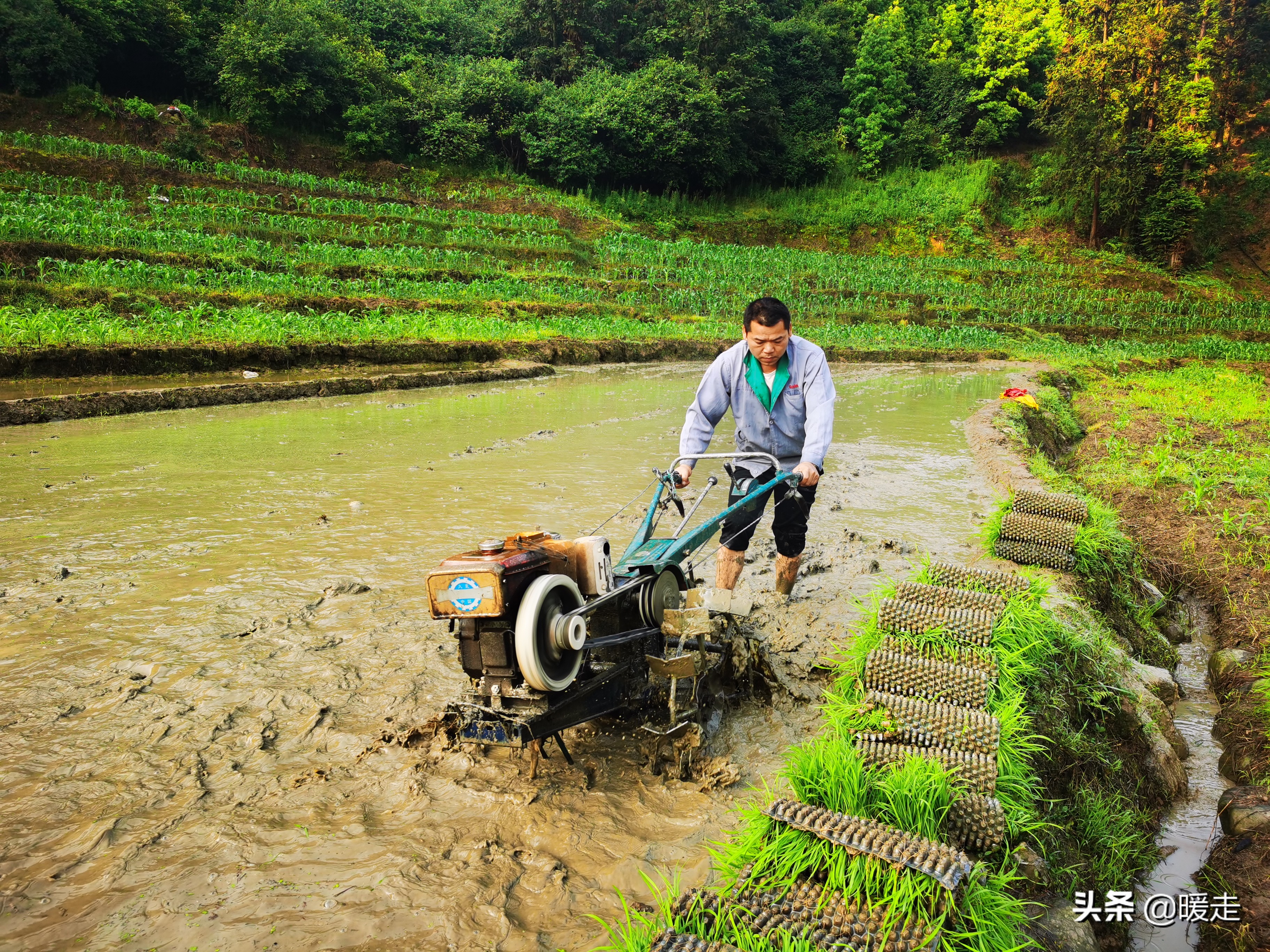 广西农民种田,乡村种田的生活视频