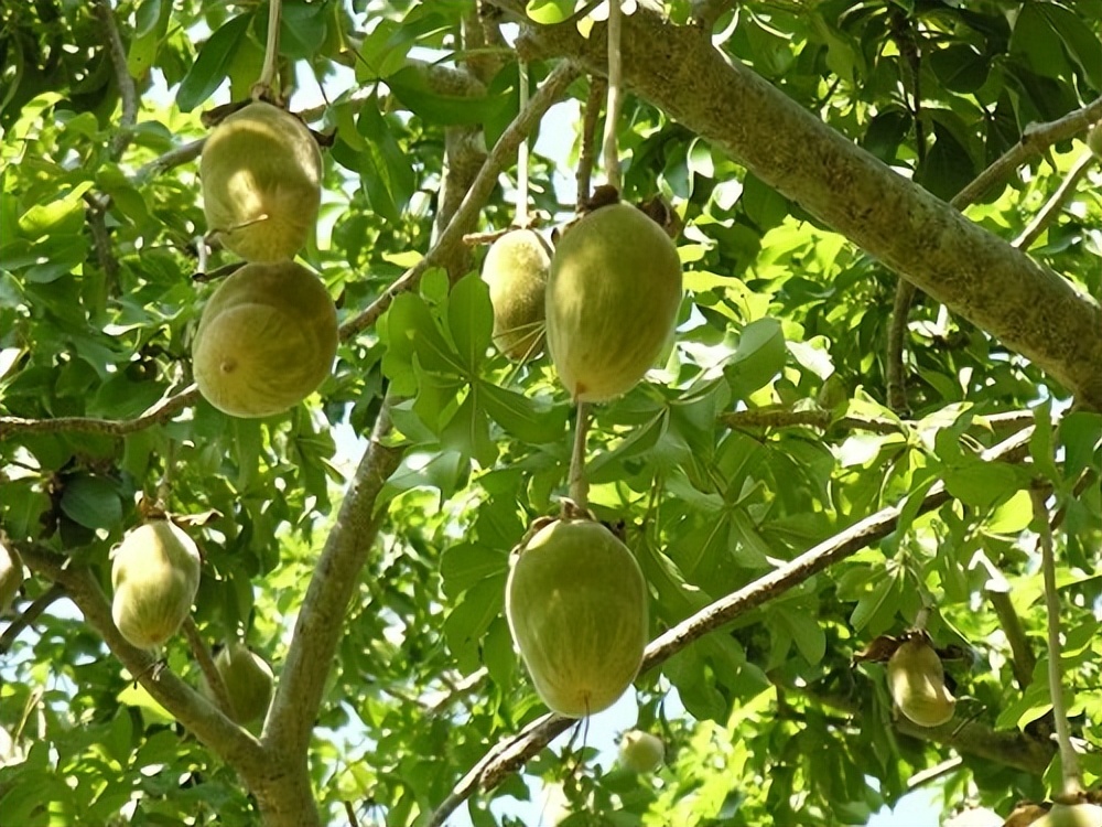 非洲本土植物与水果的独特性