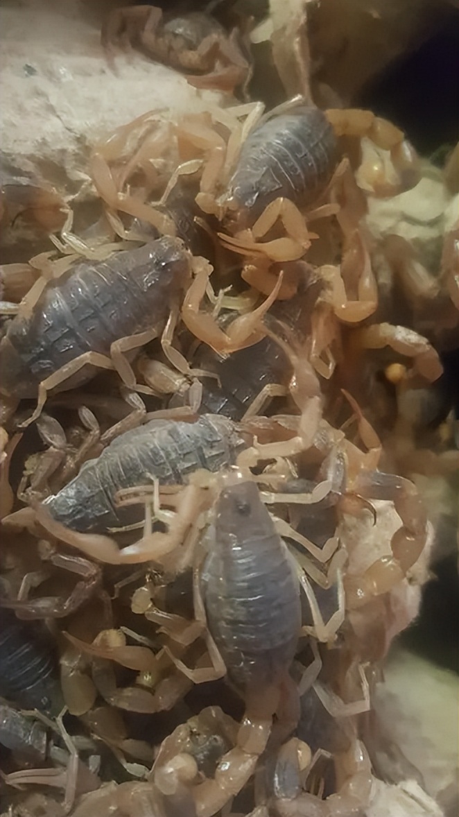 蝎子养殖的前期工作是什么,蝎子繁殖期怎么管理