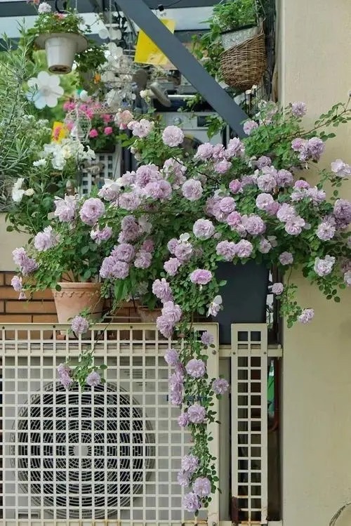 适合小院养的好看又常开花的花,院子里好养的花四季开花