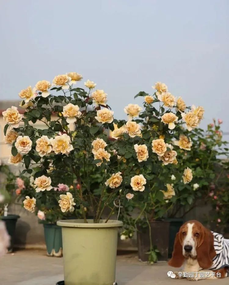 第八届园丁奖露台组《030号》洛基花园