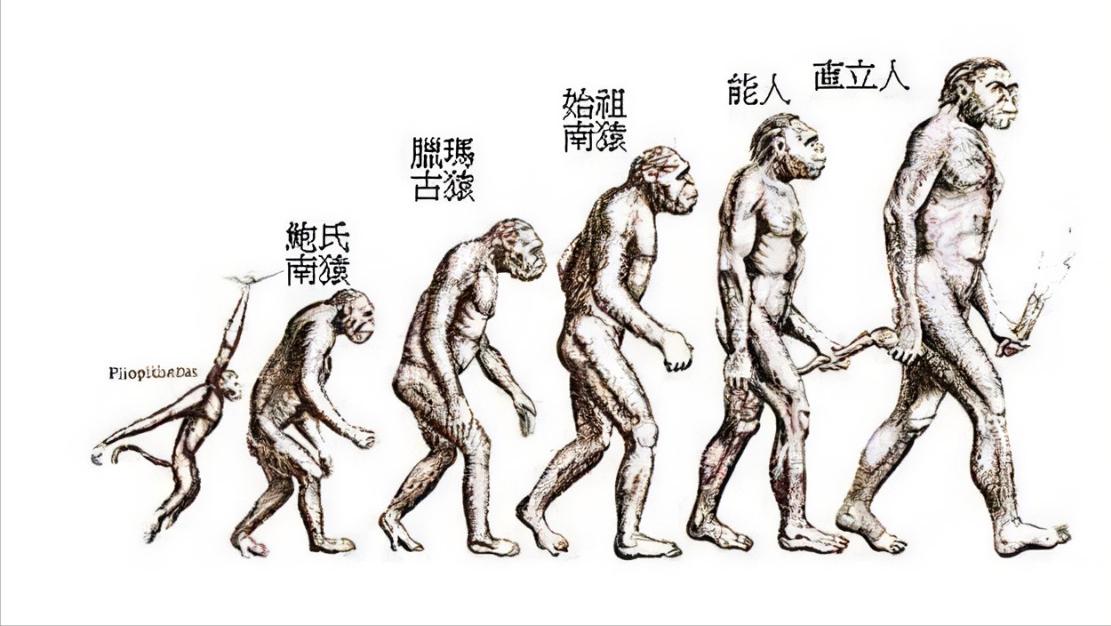 为什么动物都会定期发情，人类女性却要隐藏“发情期”？