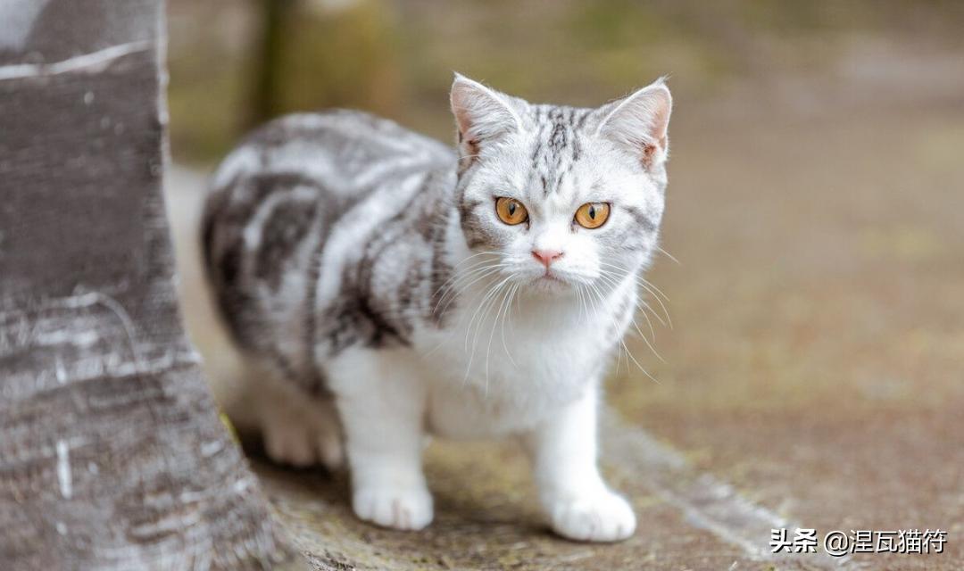 美短棕虎斑成年猫多少钱,美短虎斑猫有白毛领