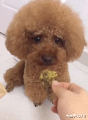 泰迪为什么不建议养,养泰迪一个月多少钱合适