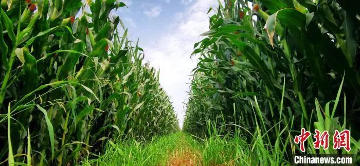 鍩哄洜缁勫伐鍏风,妞嶇墿鍩哄洜缁勫伐鍏风